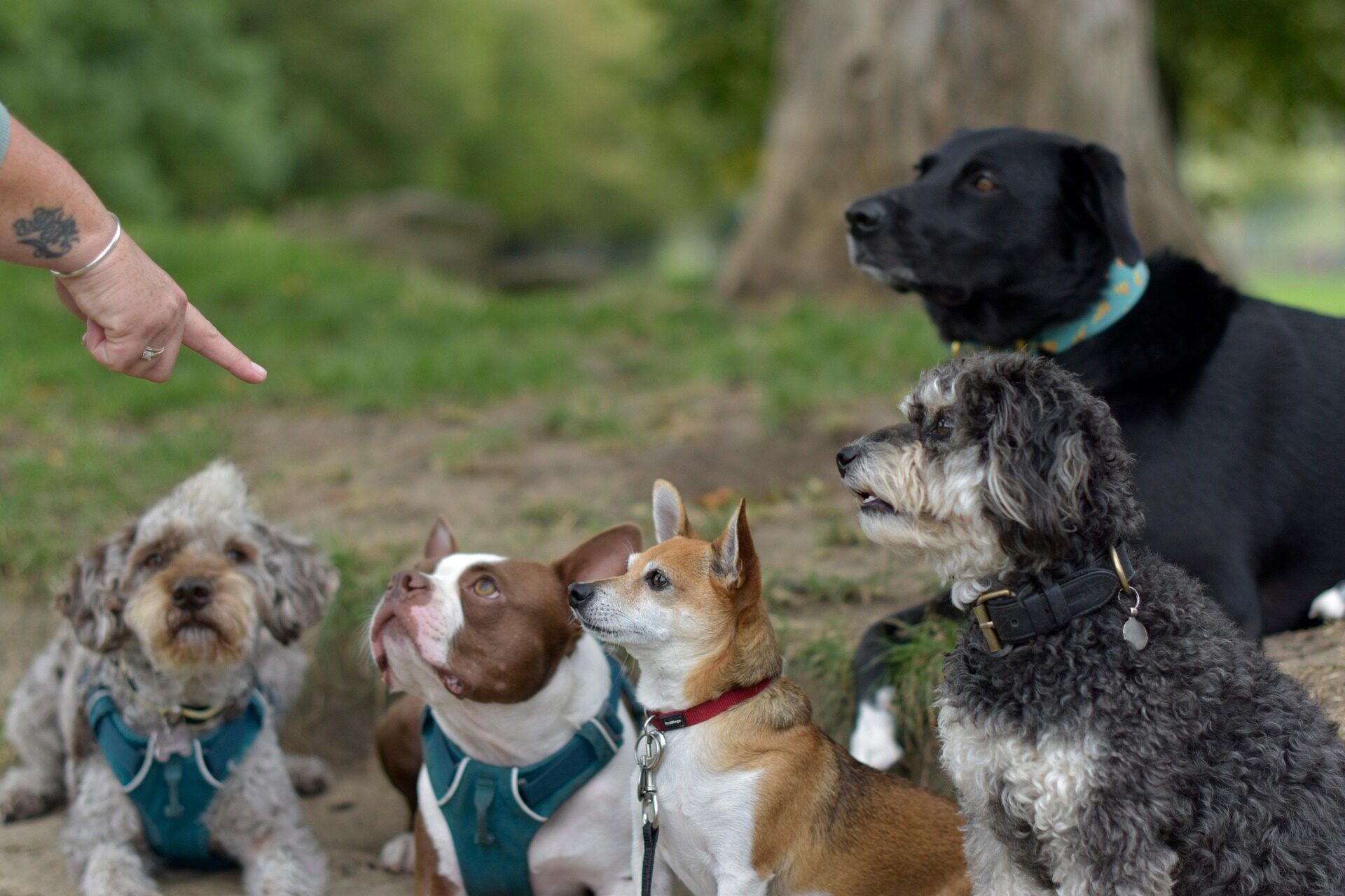 Why Accredited Dog Training in Singapore Is Worth It 3 Accredited dog training