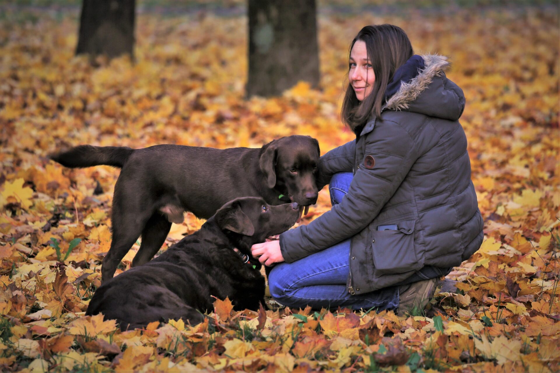 Why Accredited Dog Training in Singapore Is Worth It 4 Accredited dog training