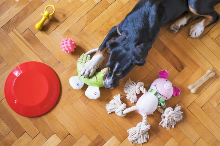 20 Best Smart Tech Gadgets for Dogs in Singapore