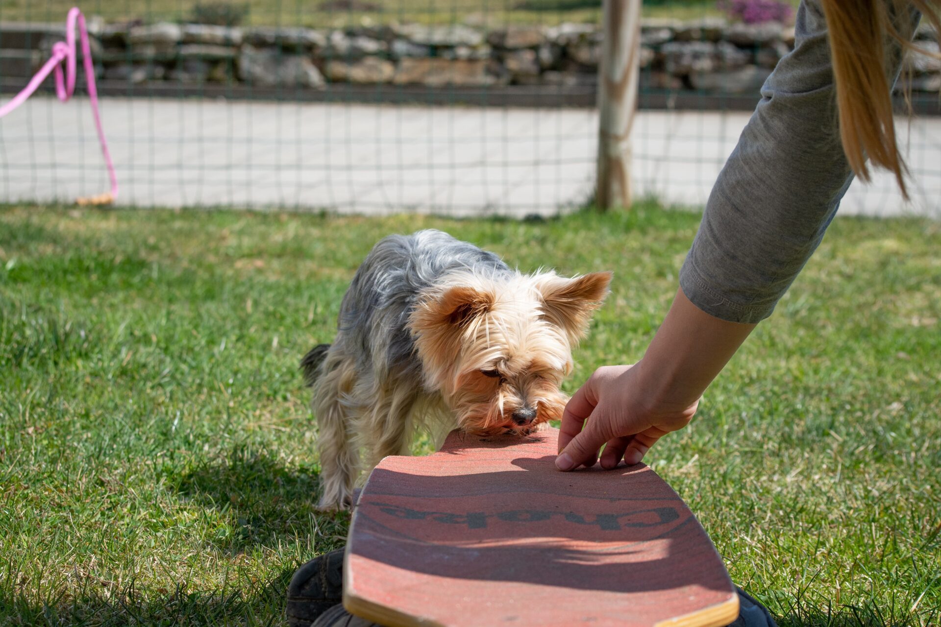 Group vs. Private Dog Training: Which is the best for Dog? 2 Group vs. private dog training