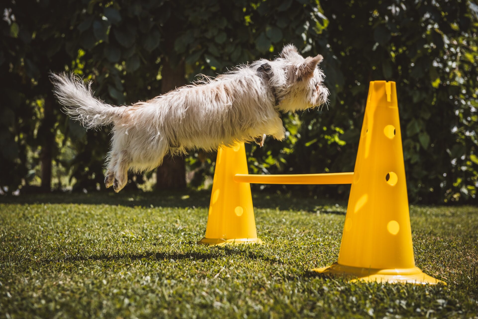Why Accredited Dog Training in Singapore Is Worth It 2 Accredited dog training