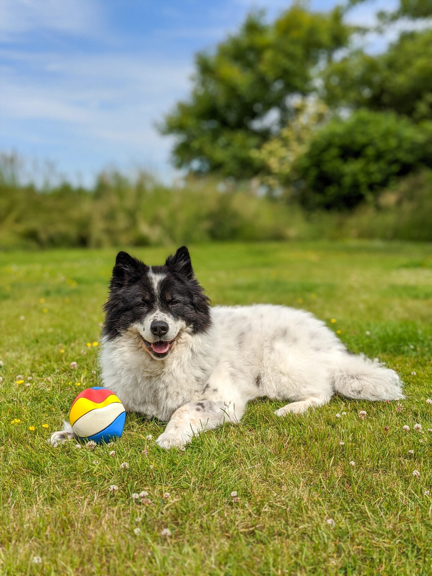 20 Best Smart Tech Gadgets for Dogs in Singapore 2 Tech Gadgets for Dogs