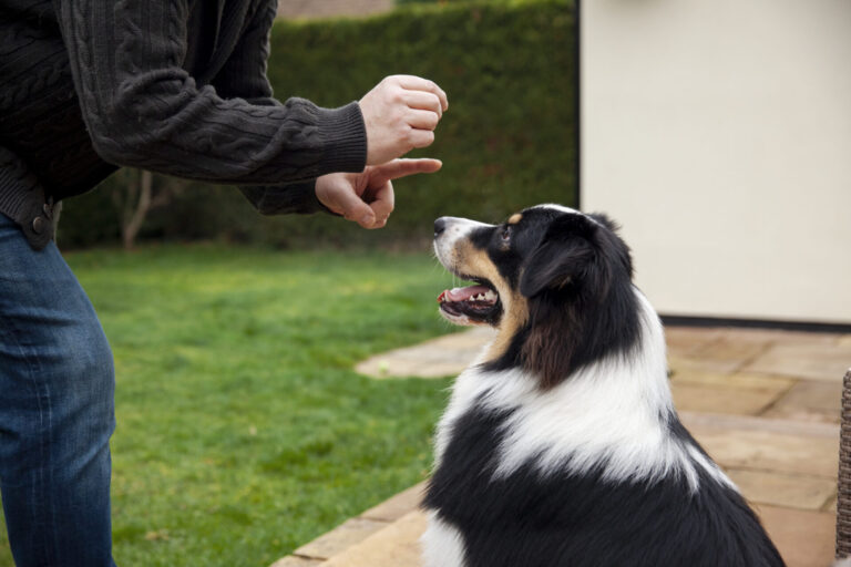 Puppy Training Pov: The 1st Thing To Teach Your Dog Isn’t ‘Sit’ Or ‘Stay’