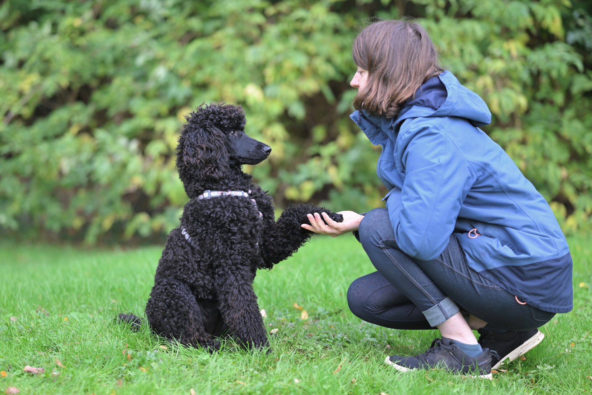 Wish You Could Understand What Fluffy Is Saying? The “Animal Whisperer” Class Is in Session 1 animal