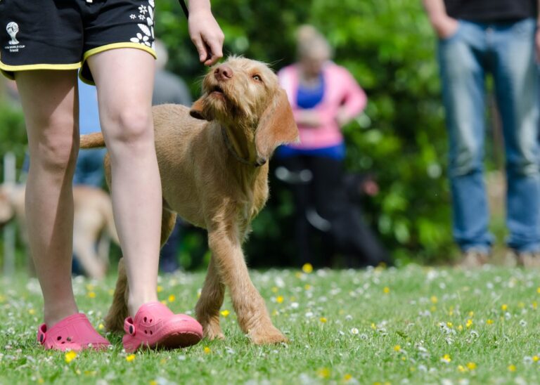 The Best Affordable Dog Training Tips for 2026