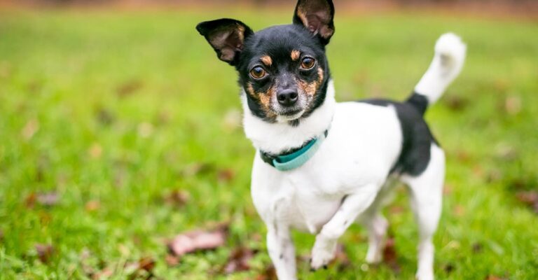 Dog Body Language: Signs of Comfort, Stress, and More
