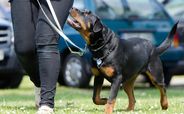 The Theory Behind Engagement and Motivation in Dog Training