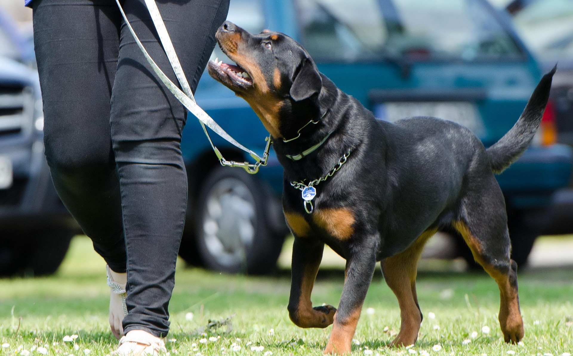 The Theory Behind Engagement and Motivation in Dog Training 1 Dog Training
