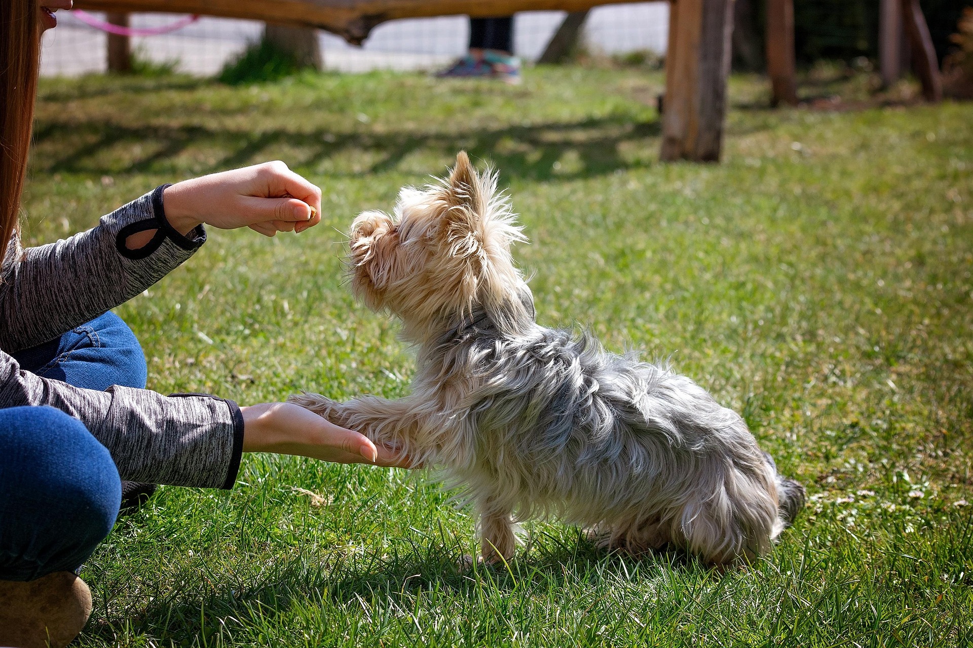 Dog Training in Singapore: A Complete Owner's Guide 1 Dog Training