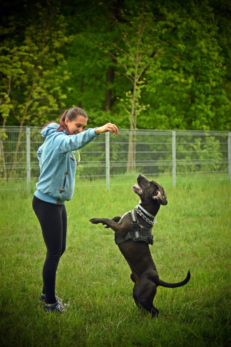 Ten Tips to Integrate Dog Training Into Everyday Life