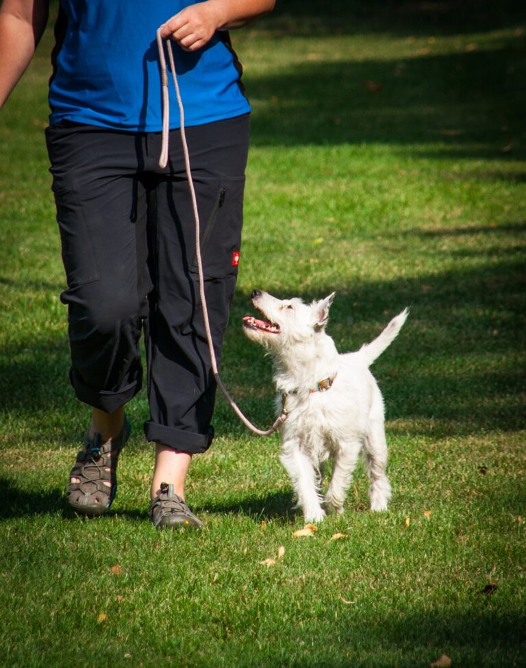 Affordable Dog Training: Smart Tips for 2026
